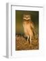 A Juvenile Burrowing Owl at Wildhorse Golf Course in Davis, California-Neil Losin-Framed Photographic Print