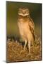 A Juvenile Burrowing Owl at Wildhorse Golf Course in Davis, California-Neil Losin-Mounted Photographic Print