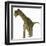 A Juvenile Camarasaurus Dinosaur-Stocktrek Images-Framed Art Print