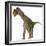 A Juvenile Camarasaurus Dinosaur-Stocktrek Images-Framed Art Print