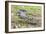 A juvenile captive black caiman (Caiman niger), San Francisco Village, Loreto, Peru, South America-Michael Nolan-Framed Photographic Print