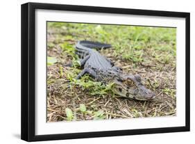 A juvenile captive black caiman (Caiman niger), San Francisco Village, Loreto, Peru, South America-Michael Nolan-Framed Photographic Print