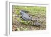 A juvenile captive black caiman (Caiman niger), San Francisco Village, Loreto, Peru, South America-Michael Nolan-Framed Photographic Print