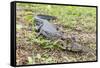 A juvenile captive black caiman (Caiman niger), San Francisco Village, Loreto, Peru, South America-Michael Nolan-Framed Stretched Canvas