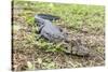 A juvenile captive black caiman (Caiman niger), San Francisco Village, Loreto, Peru, South America-Michael Nolan-Stretched Canvas