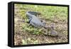 A juvenile captive black caiman (Caiman niger), San Francisco Village, Loreto, Peru, South America-Michael Nolan-Framed Stretched Canvas