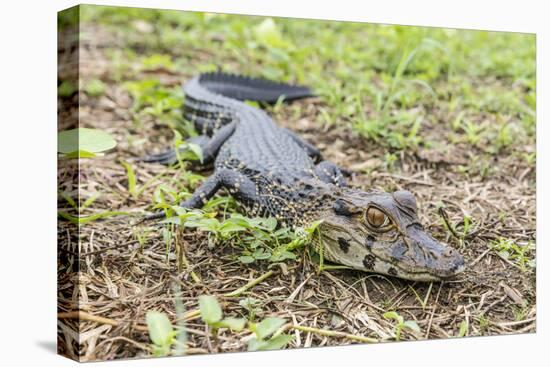 A juvenile captive black caiman (Caiman niger), San Francisco Village, Loreto, Peru, South America-Michael Nolan-Stretched Canvas