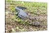 A juvenile captive black caiman (Caiman niger), San Francisco Village, Loreto, Peru, South America-Michael Nolan-Stretched Canvas