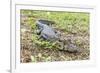 A juvenile captive black caiman (Caiman niger), San Francisco Village, Loreto, Peru, South America-Michael Nolan-Framed Photographic Print