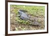 A juvenile captive black caiman (Caiman niger), San Francisco Village, Loreto, Peru, South America-Michael Nolan-Framed Photographic Print