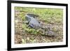 A juvenile captive black caiman (Caiman niger), San Francisco Village, Loreto, Peru, South America-Michael Nolan-Framed Photographic Print