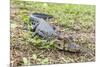 A juvenile captive black caiman (Caiman niger), San Francisco Village, Loreto, Peru, South America-Michael Nolan-Mounted Photographic Print