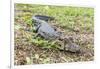 A juvenile captive black caiman (Caiman niger), San Francisco Village, Loreto, Peru, South America-Michael Nolan-Framed Photographic Print