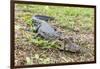 A juvenile captive black caiman (Caiman niger), San Francisco Village, Loreto, Peru, South America-Michael Nolan-Framed Photographic Print