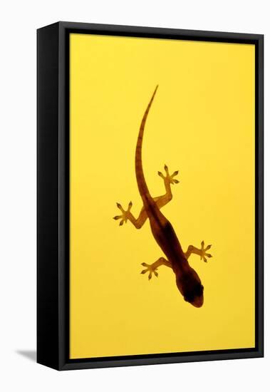 A Juvenile Common (Spiny-Tailed) House Gecko Hunts-Andrey Zvoznikov-Framed Stretched Canvas