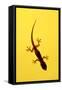 A Juvenile Common (Spiny-Tailed) House Gecko Hunts-Andrey Zvoznikov-Framed Stretched Canvas