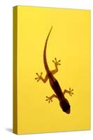 A Juvenile Common (Spiny-Tailed) House Gecko Hunts-Andrey Zvoznikov-Stretched Canvas