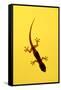 A Juvenile Common (Spiny-Tailed) House Gecko Hunts-Andrey Zvoznikov-Framed Stretched Canvas