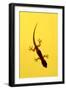 A Juvenile Common (Spiny-Tailed) House Gecko Hunts-Andrey Zvoznikov-Framed Premium Photographic Print