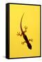 A Juvenile Common (Spiny-Tailed) House Gecko Hunts-Andrey Zvoznikov-Framed Stretched Canvas