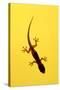 A Juvenile Common (Spiny-Tailed) House Gecko Hunts-Andrey Zvoznikov-Stretched Canvas