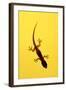 A Juvenile Common (Spiny-Tailed) House Gecko Hunts-Andrey Zvoznikov-Framed Photographic Print