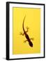 A Juvenile Common (Spiny-Tailed) House Gecko Hunts-Andrey Zvoznikov-Framed Photographic Print