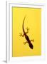 A Juvenile Common (Spiny-Tailed) House Gecko Hunts-Andrey Zvoznikov-Framed Photographic Print