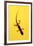 A Juvenile Common (Spiny-Tailed) House Gecko Hunts-Andrey Zvoznikov-Framed Photographic Print