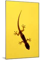 A Juvenile Common (Spiny-Tailed) House Gecko Hunts-Andrey Zvoznikov-Mounted Photographic Print