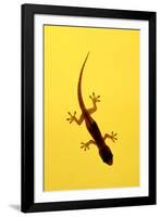 A Juvenile Common (Spiny-Tailed) House Gecko Hunts-Andrey Zvoznikov-Framed Photographic Print