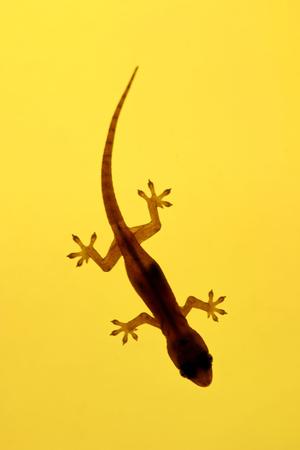 https://imgc.allpostersimages.com/img/posters/a-juvenile-common-spiny-tailed-house-gecko-hunts_u-L-Q105V650.jpg?artPerspective=n