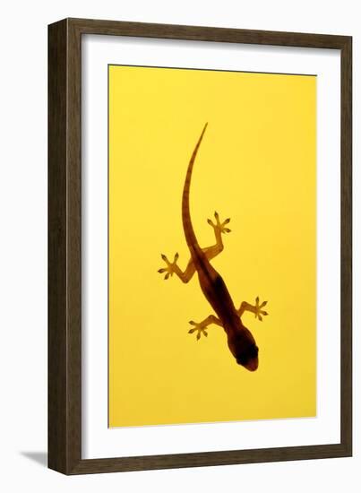A Juvenile Common (Spiny-Tailed) House Gecko Hunts-Andrey Zvoznikov-Framed Photographic Print