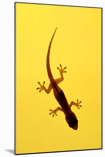 A Juvenile Common (Spiny-Tailed) House Gecko Hunts-Andrey Zvoznikov-Mounted Photographic Print