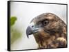 A juvenile Galapagos hawk (Buteo galapagoensis), Rabida Island, Galapagos, Ecuador, South America-Michael Nolan-Framed Stretched Canvas