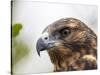 A juvenile Galapagos hawk (Buteo galapagoensis), Rabida Island, Galapagos, Ecuador, South America-Michael Nolan-Stretched Canvas