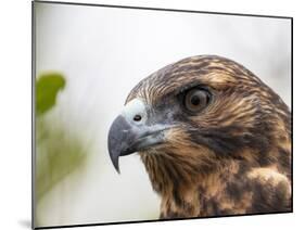 A juvenile Galapagos hawk (Buteo galapagoensis), Rabida Island, Galapagos, Ecuador, South America-Michael Nolan-Mounted Photographic Print