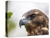 A juvenile Galapagos hawk (Buteo galapagoensis), Rabida Island, Galapagos, Ecuador, South America-Michael Nolan-Stretched Canvas