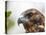 A juvenile Galapagos hawk (Buteo galapagoensis), Rabida Island, Galapagos, Ecuador, South America-Michael Nolan-Stretched Canvas
