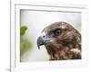 A juvenile Galapagos hawk (Buteo galapagoensis), Rabida Island, Galapagos, Ecuador, South America-Michael Nolan-Framed Photographic Print