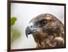 A juvenile Galapagos hawk (Buteo galapagoensis), Rabida Island, Galapagos, Ecuador, South America-Michael Nolan-Framed Photographic Print