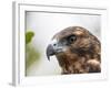 A juvenile Galapagos hawk (Buteo galapagoensis), Rabida Island, Galapagos, Ecuador, South America-Michael Nolan-Framed Photographic Print