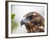 A juvenile Galapagos hawk (Buteo galapagoensis), Rabida Island, Galapagos, Ecuador, South America-Michael Nolan-Framed Photographic Print
