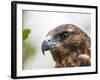 A juvenile Galapagos hawk (Buteo galapagoensis), Rabida Island, Galapagos, Ecuador, South America-Michael Nolan-Framed Photographic Print