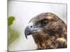 A juvenile Galapagos hawk (Buteo galapagoensis), Rabida Island, Galapagos, Ecuador, South America-Michael Nolan-Mounted Photographic Print