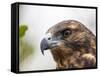 A juvenile Galapagos hawk (Buteo galapagoensis), Rabida Island, Galapagos, Ecuador, South America-Michael Nolan-Framed Stretched Canvas