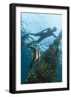A Juvenile Golden Spadefish Whilst a Local Villager Watches from the Surface-null-Framed Photographic Print