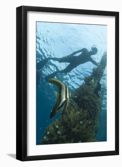 A Juvenile Golden Spadefish Whilst a Local Villager Watches from the Surface-null-Framed Photographic Print