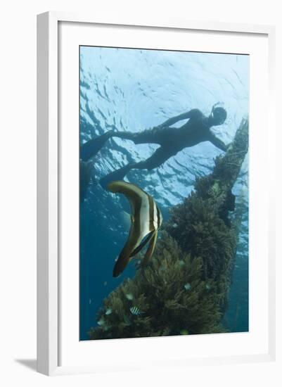 A Juvenile Golden Spadefish Whilst a Local Villager Watches from the Surface-null-Framed Photographic Print