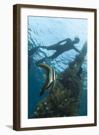 A Juvenile Golden Spadefish Whilst a Local Villager Watches from the Surface-null-Framed Photographic Print